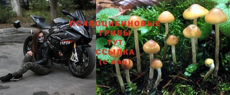 Псилоцибиновые грибы Psilocybine cubensis  Черногорск 